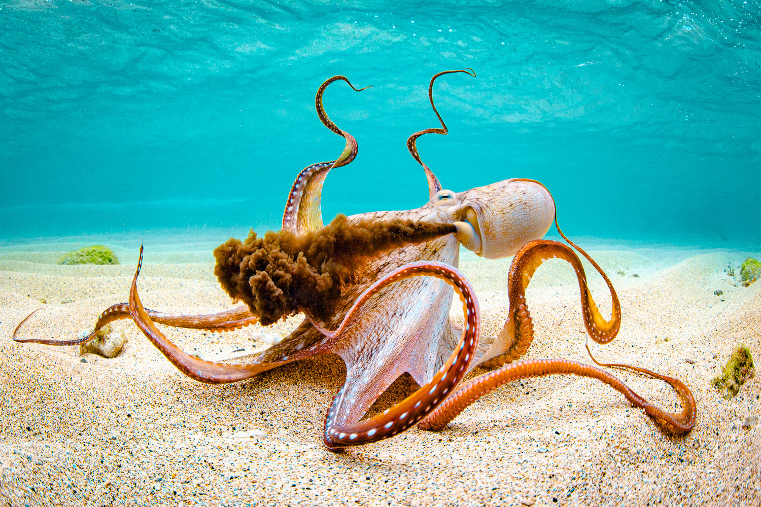 "Tako Sauce"