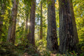 "Tall Trees" - Redwood National Park, California