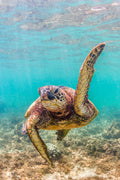 "Teacher's Pet" - North Shore, Oahu