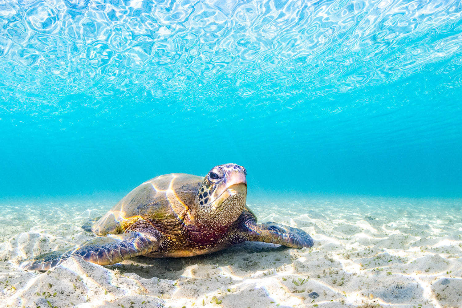 "The Boss" - North Shore, Kauai