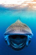 "The Dentist" - Isla Mujeres, Mexico (Whale Shark)