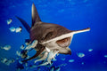 "The Laughing Hammer" (Great Hammerhead)