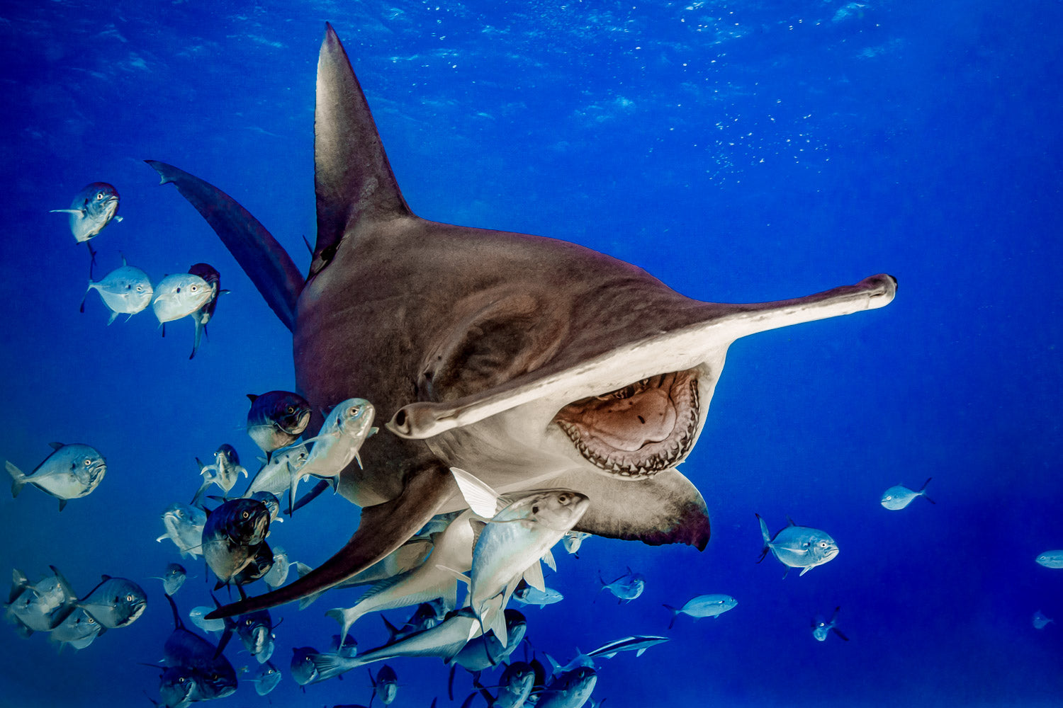 "The Laughing Hammer" (Great Hammerhead)