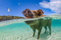 "The Laughing Pig" - Pig Island, The Bahamas