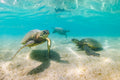 "Three's A Crowd" - North Shore, Kauai
