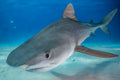 "Tiger Kisses" - Bimini, The Bahamas (Tiger Shark)