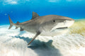 "Tiger Talk" - Tiger Beach, The Bahamas (Tiger Shark)