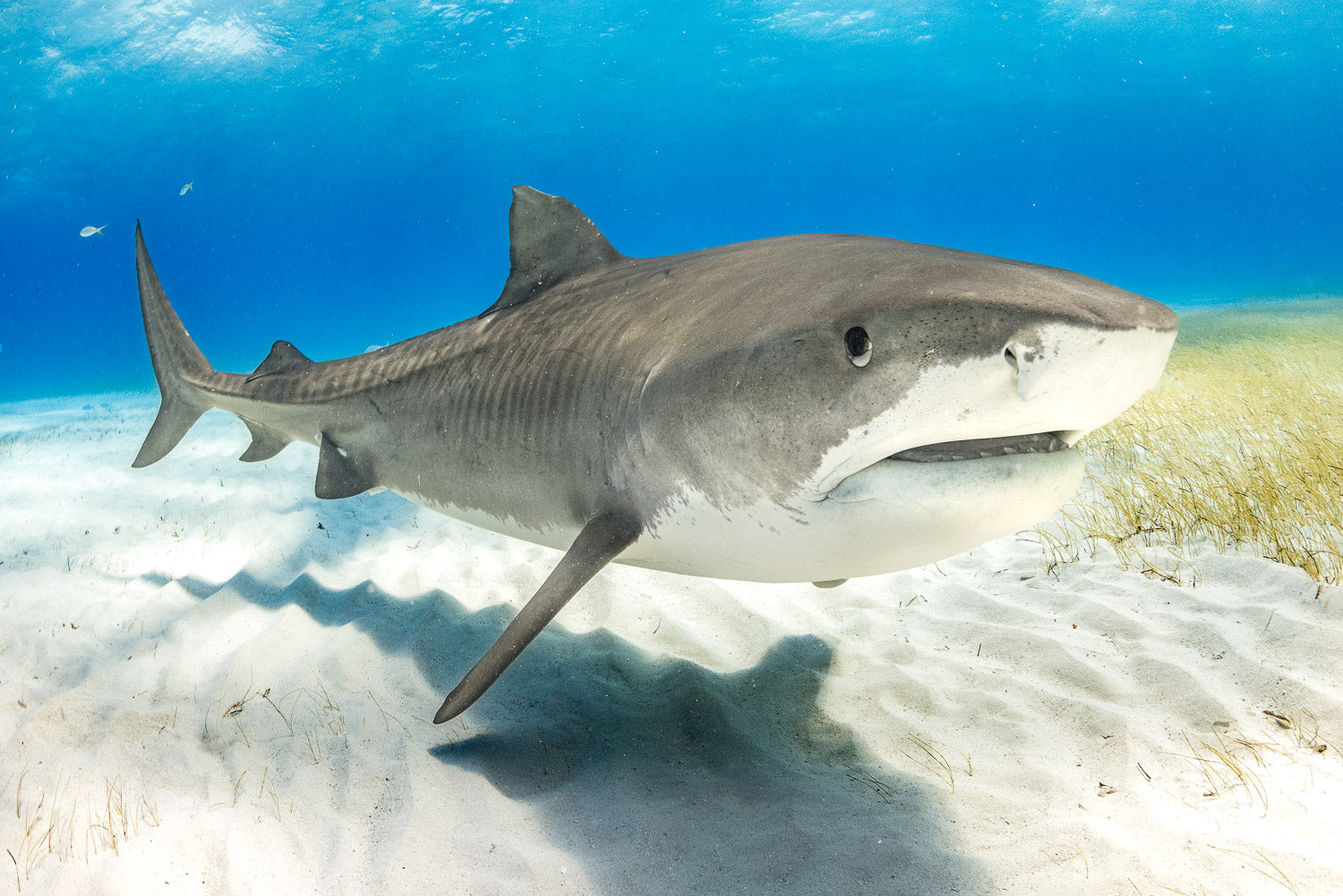 "Tiger Talk" - Tiger Beach, The Bahamas (Tiger Shark)