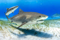 "Emma" - Tiger Beach, The Bahamas (Tiger Shark)
