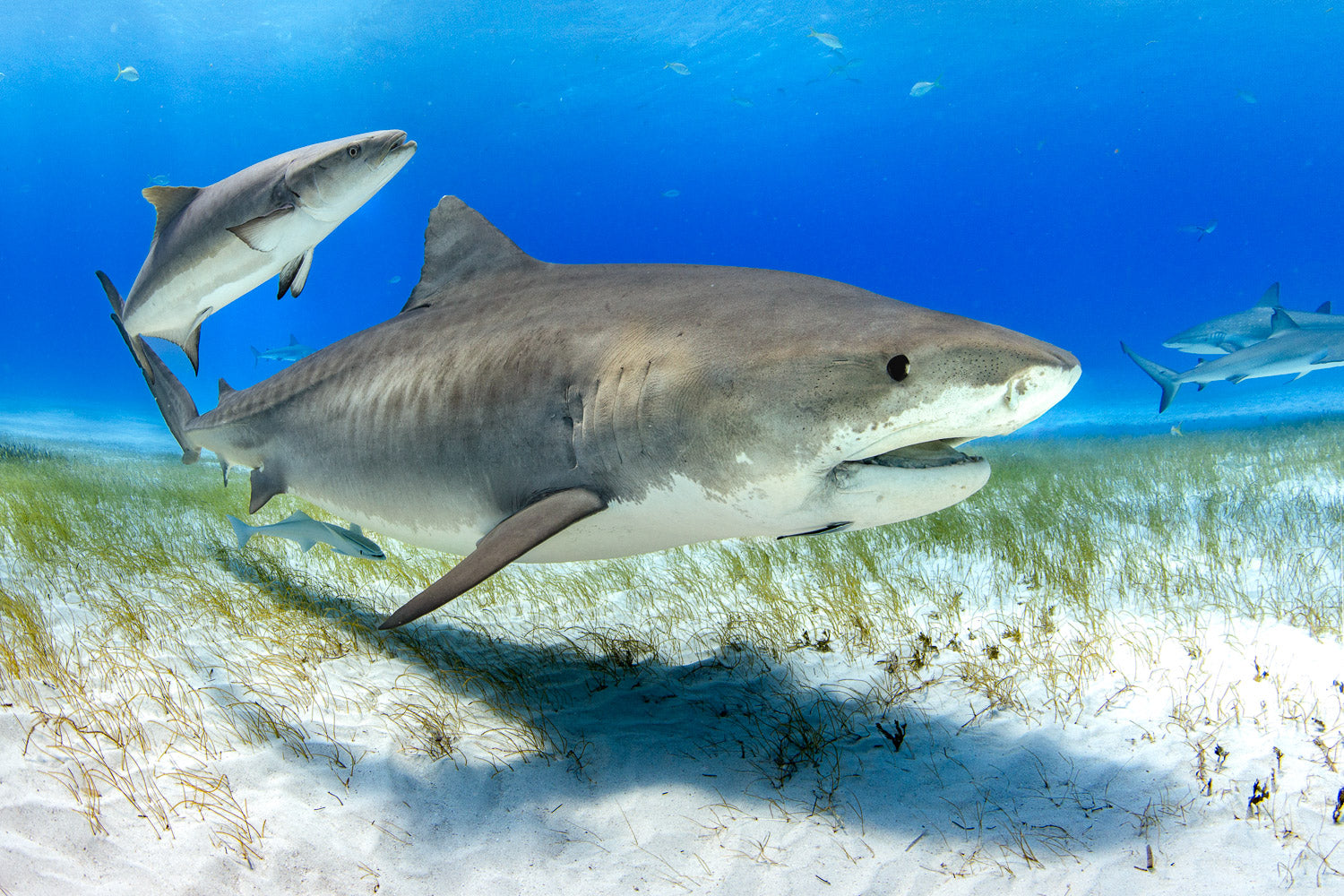 "Emma" - Tiger Beach, The Bahamas (Tiger Shark)
