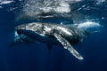 "Timeless" - Vavau, Tonga (Humpback Whale)
