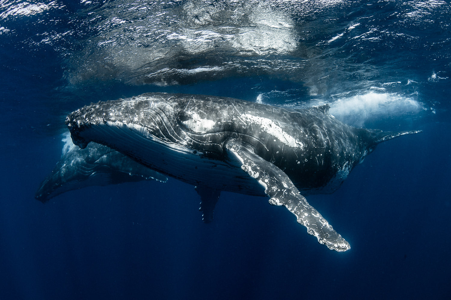 "Timeless" - Vavau, Tonga (Humpback Whale)