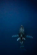 "Tonga Blue"