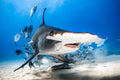 "Tool Belt" - Bimini, The Bahamas (Great Hammerhead)