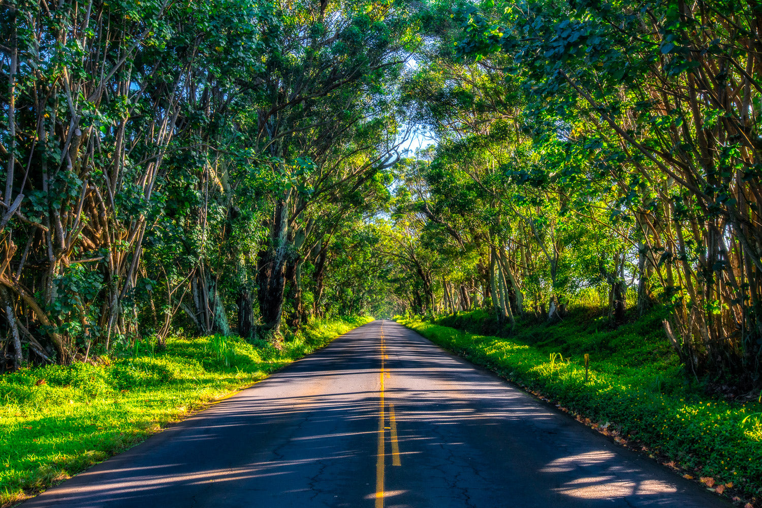 "Tree Tunnel" - Poipu, Kauai