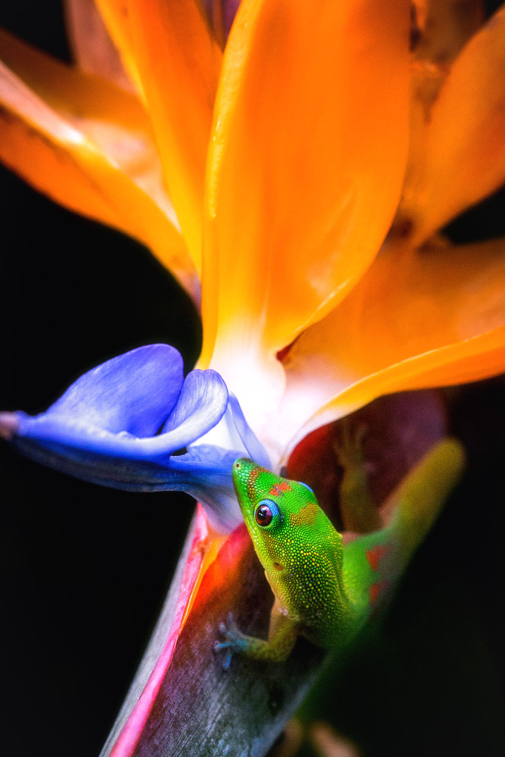 "True Bird" - Honolulu, Oahu