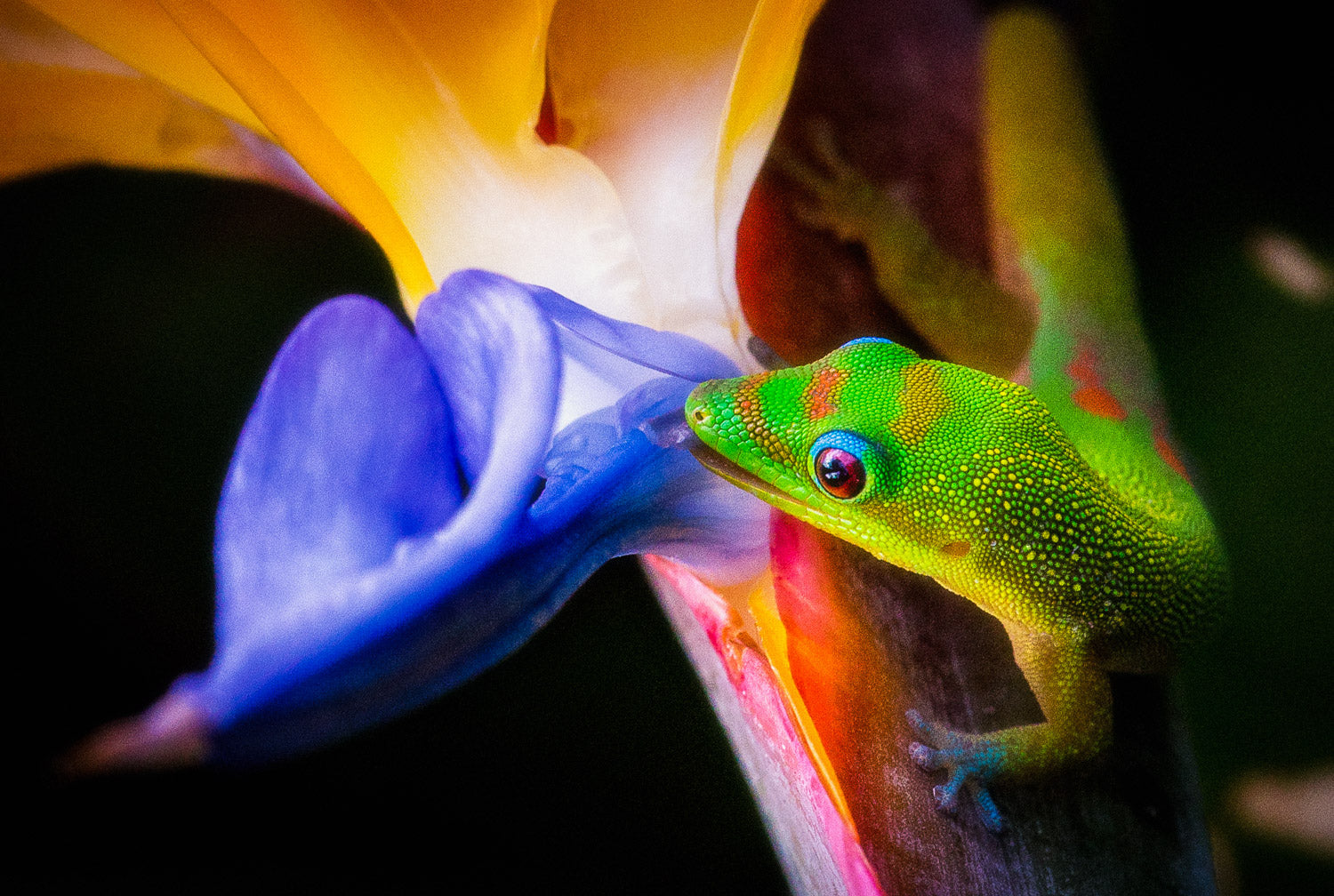"True Colors" - Honolulu, Oahu