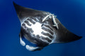 "Tummy Tickle" - Manta Ray Island, Fiji (Manta Ray)
