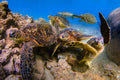 "Turtle Town" - North Shore, Oahu