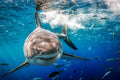 "Twist and Shout" - Guadalupe, Mexico (Great White)