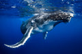 "Two Ton Toddler" - Vavau, Tonga (Humpback Whale)