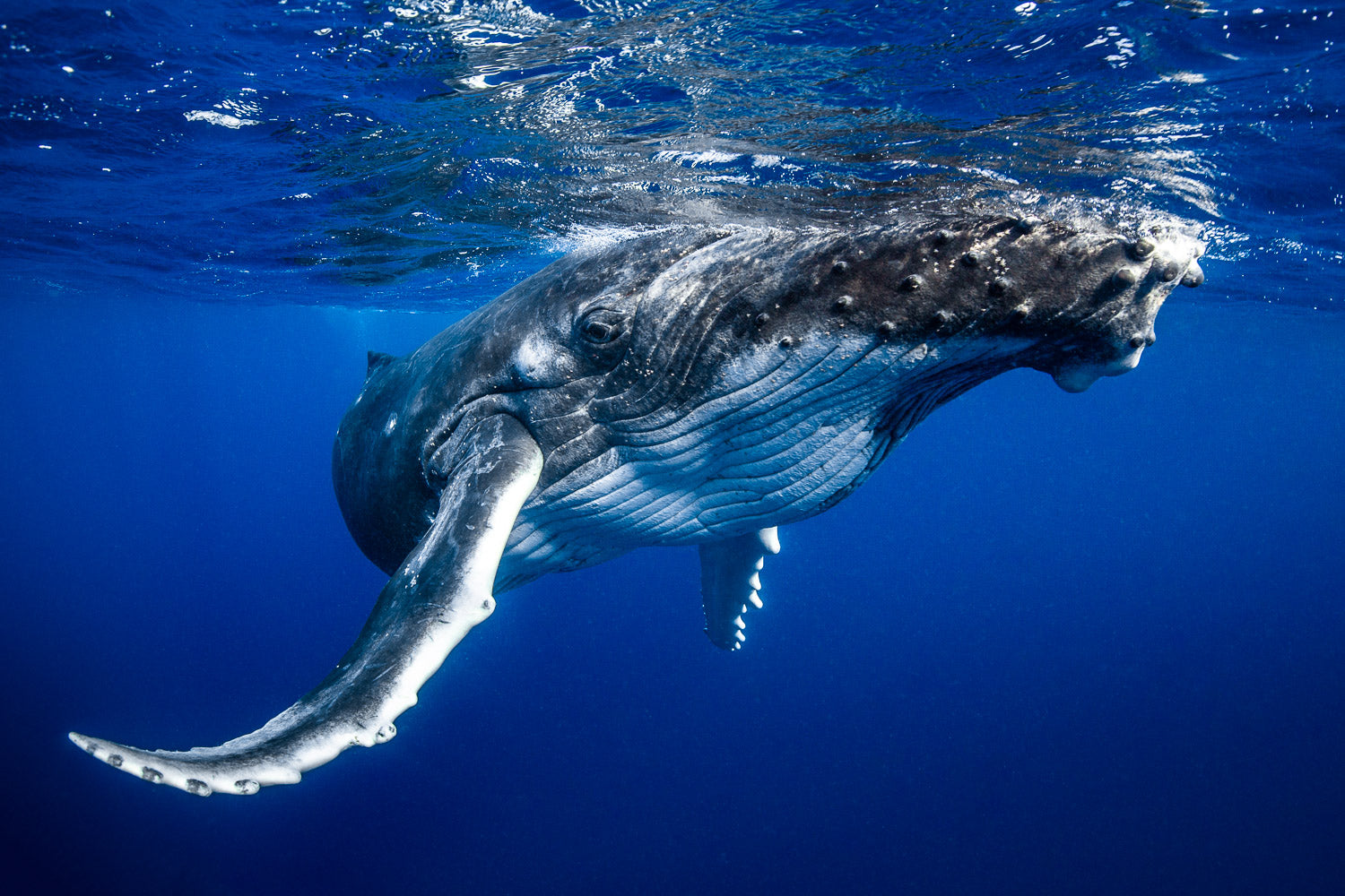 "Two Ton Toddler" - Vavau, Tonga (Humpback Whale)