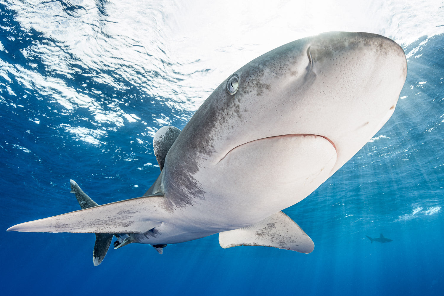 "Underbelly" - Cat Island, The Bahamas (Oceanic WhiteTip)