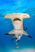 "Upside Down Smile" - Bimini, The Bahamas (Great Hammerhead)