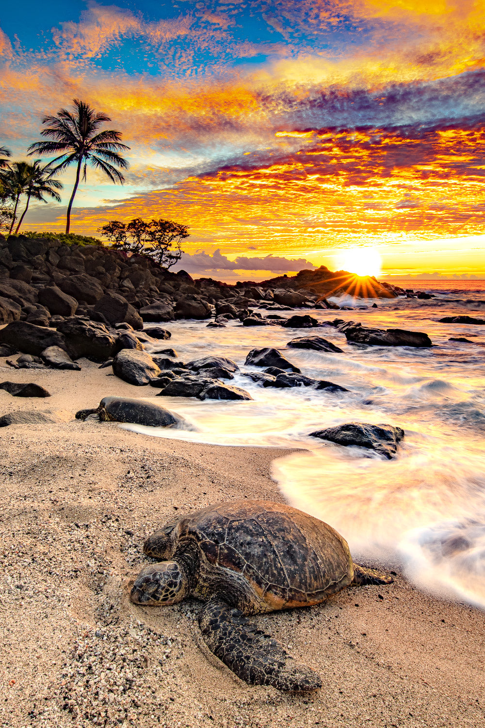 "Vert Turt" - North Shore, Oahu
