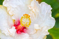 "Visine" (Hibiscus)