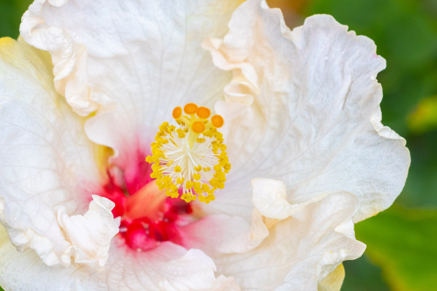 "Visine" (Hibiscus)