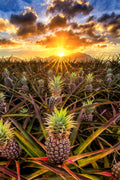 "Wahiawa Gold" - Wahiawa, Oahu