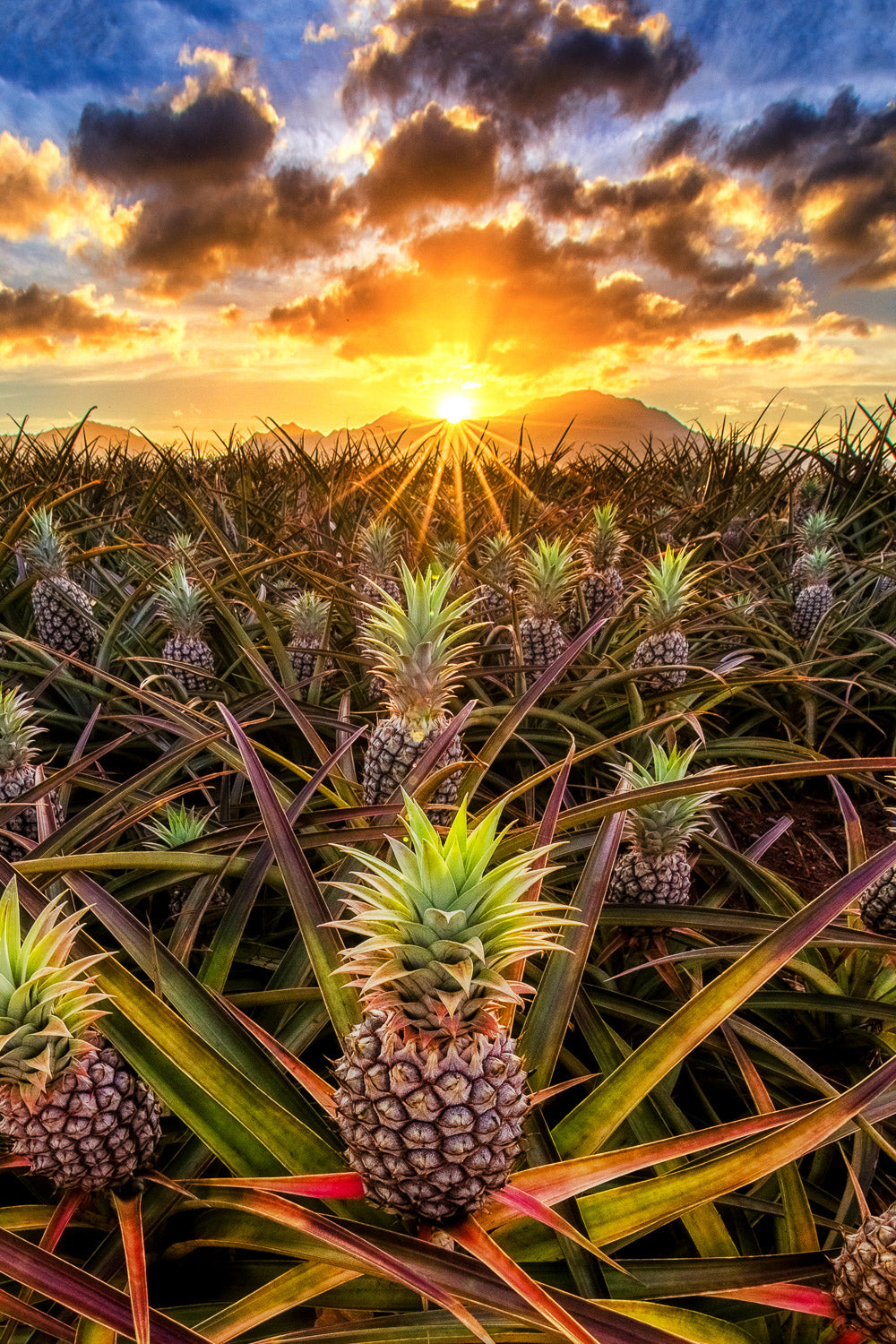 "Wahiawa Gold" - Wahiawa, Oahu