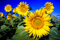 "Waialua Sunflowers" (Sunflower)
