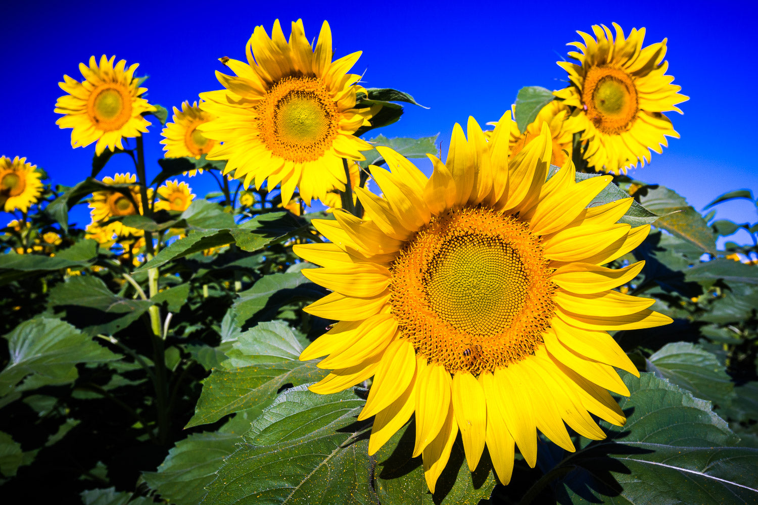 "Waialua Sunflowers" (Sunflower)