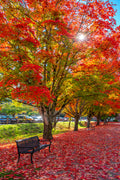 "Washington Colors" - Issaquah, Washington
