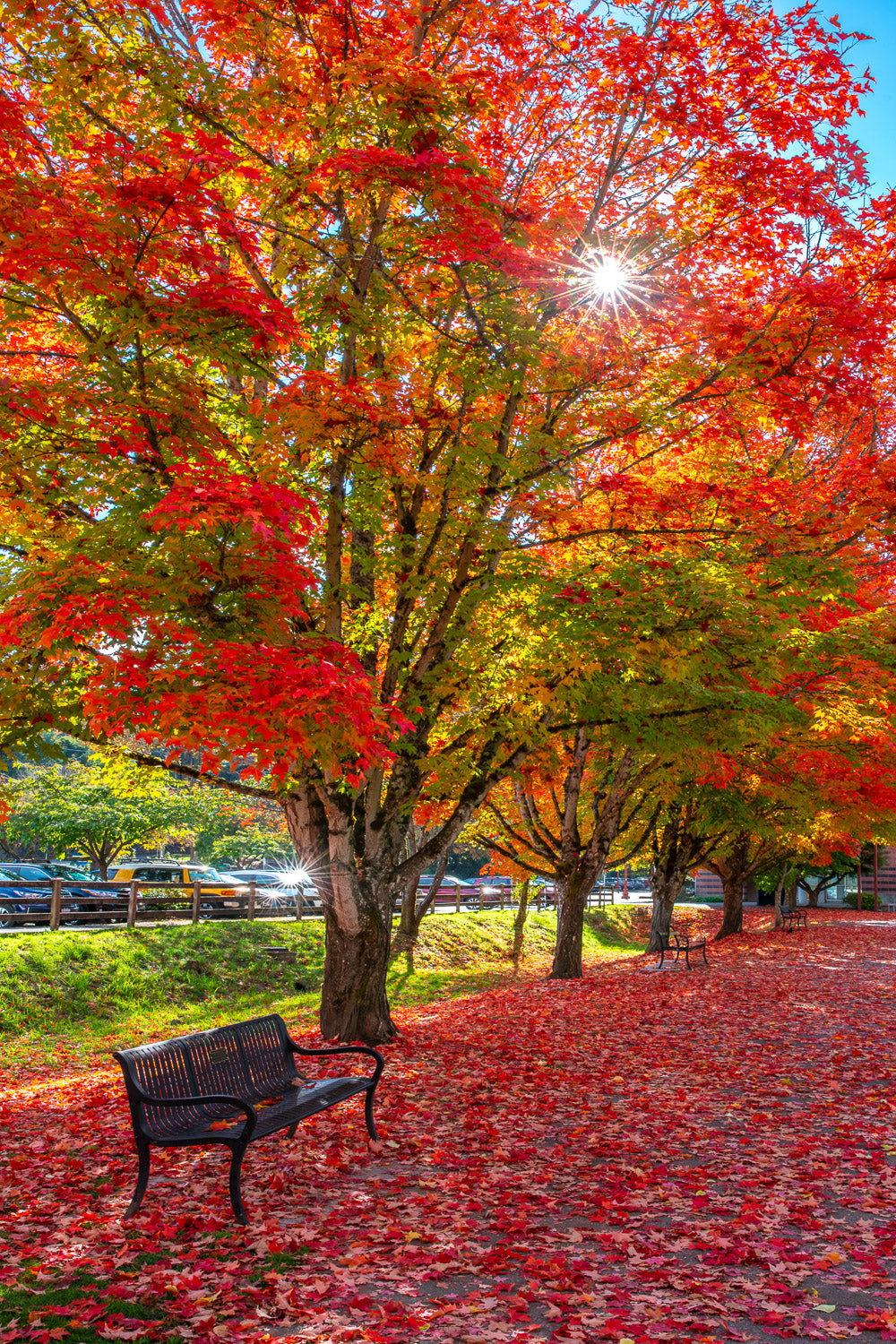 "Washington Colors" - Issaquah, Washington
