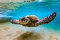 "WeeHee!!" - Haleiwa, Oahu