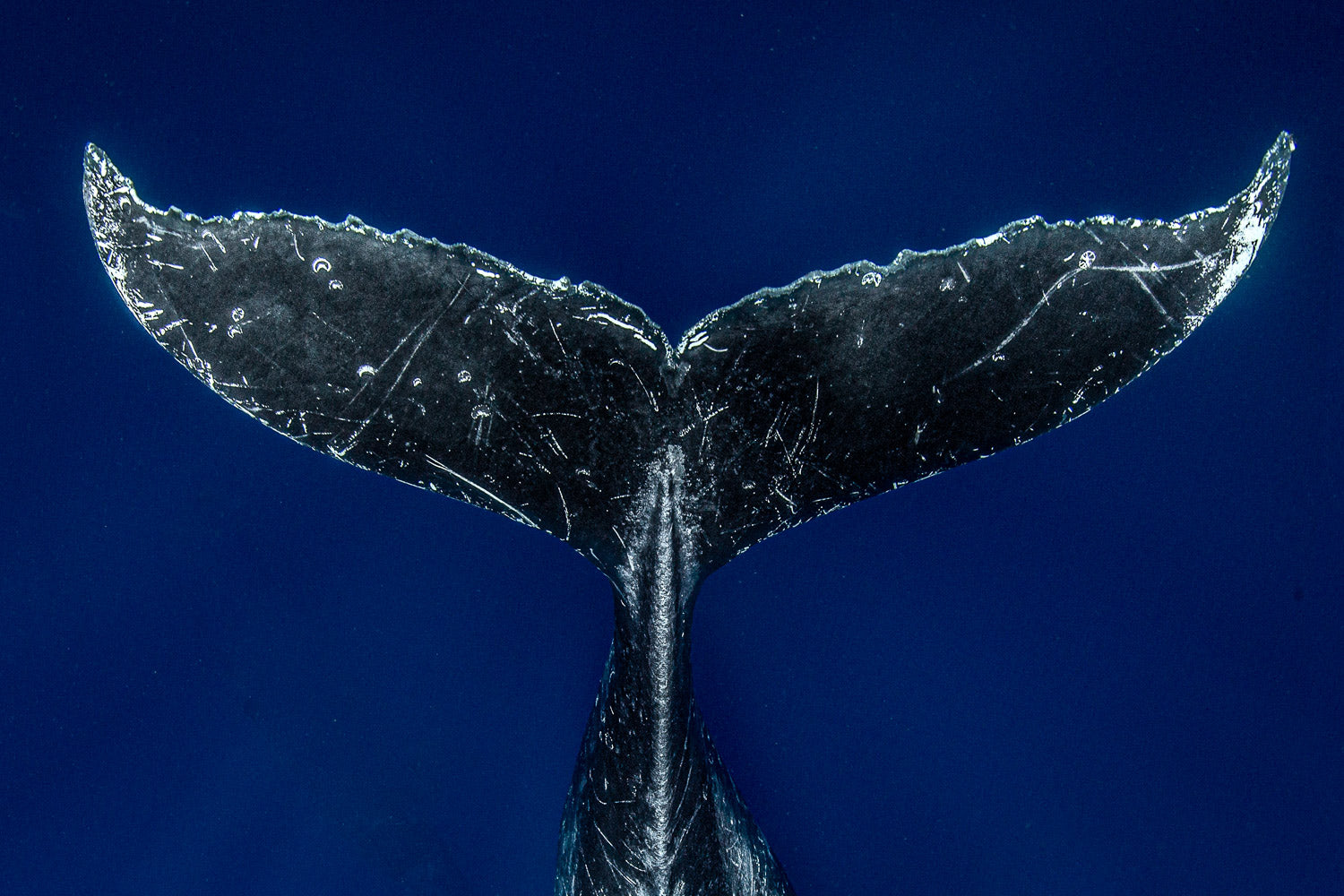 "Whale Tail" - Vavau, Tonga (Humpback Whale)
