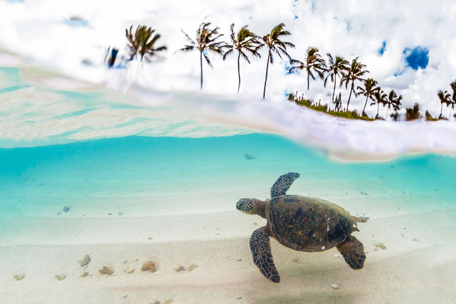 "What Lies Beneath" - North Shore, Oahu