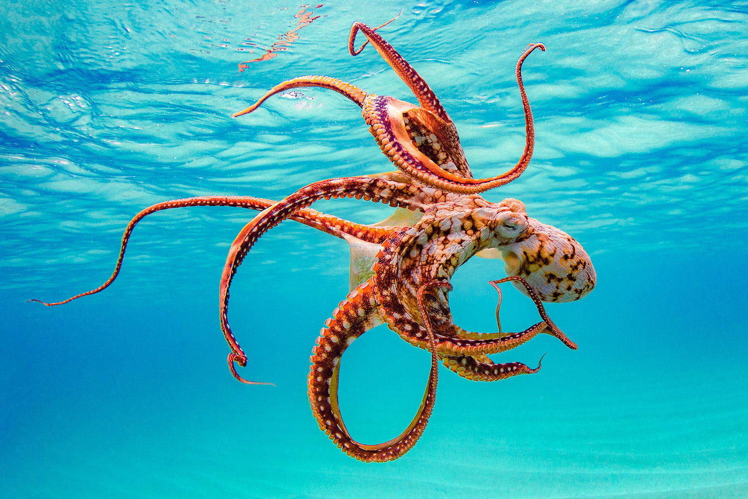 "Whimsical"