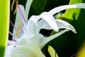 "White Lies" - Turtle Bay, Oahu