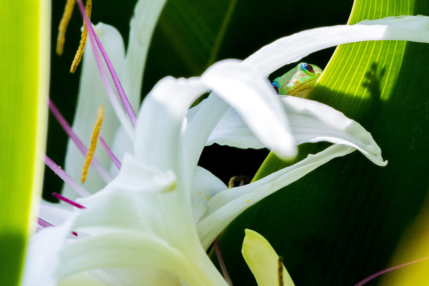 "White Lies" - Turtle Bay, Oahu