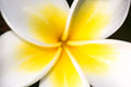 "White Plumeria" (Plumeria)