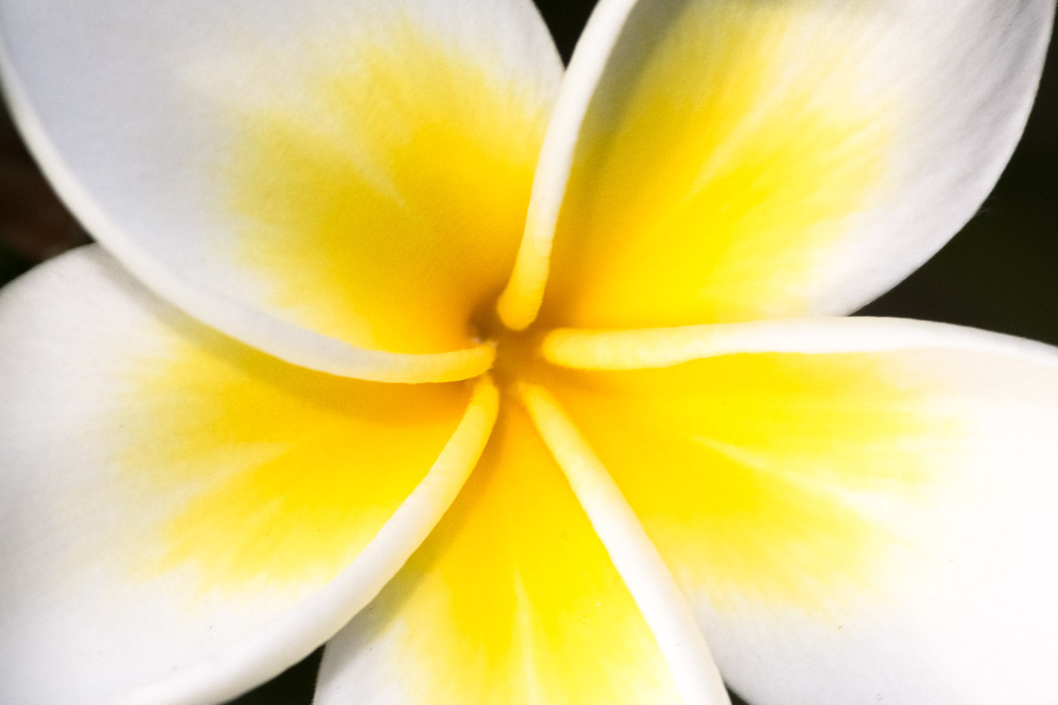 "White Plumeria" (Plumeria)