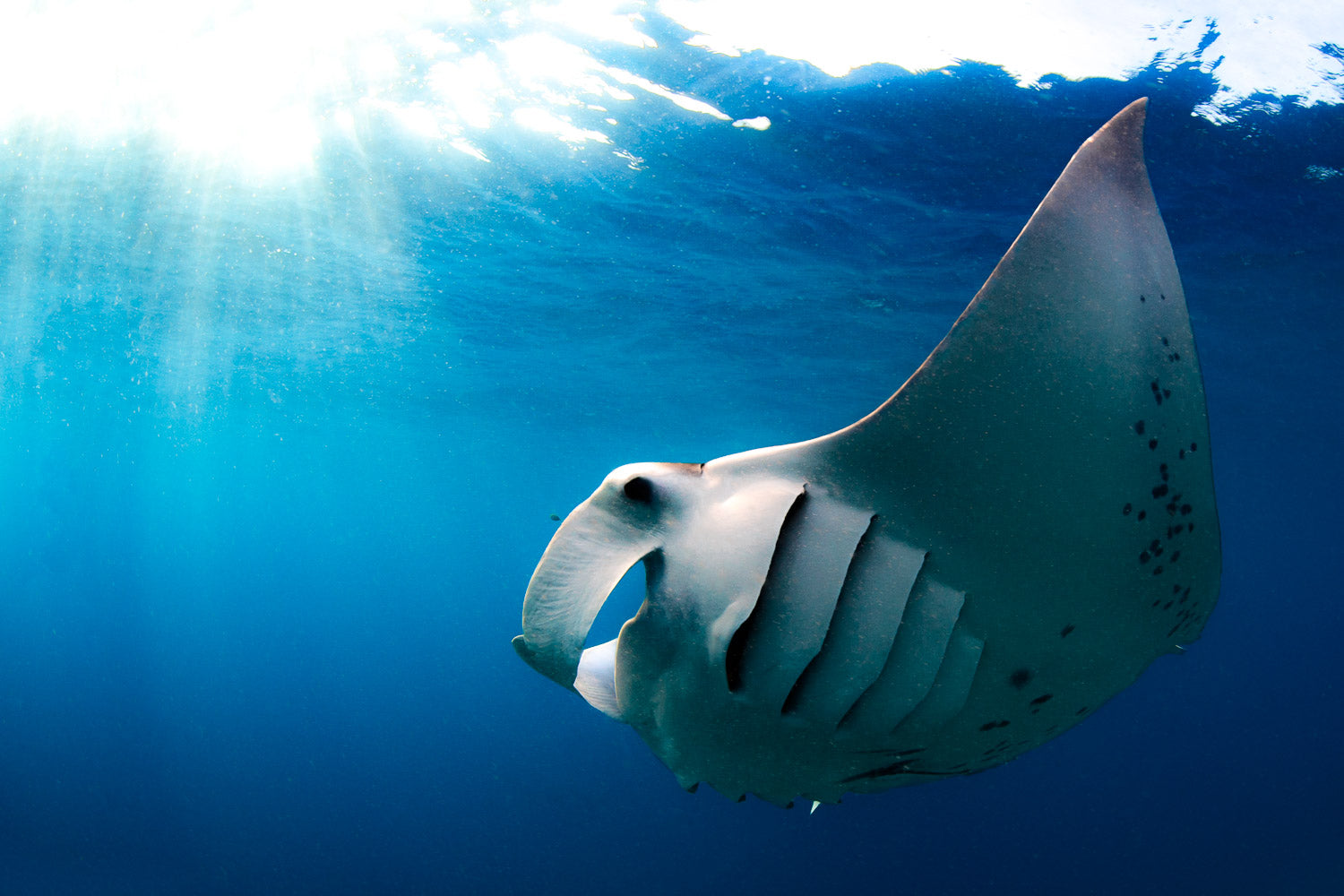 "Wings Wide Open" - Manta Ray Island, Fiji (Manta Ray)
