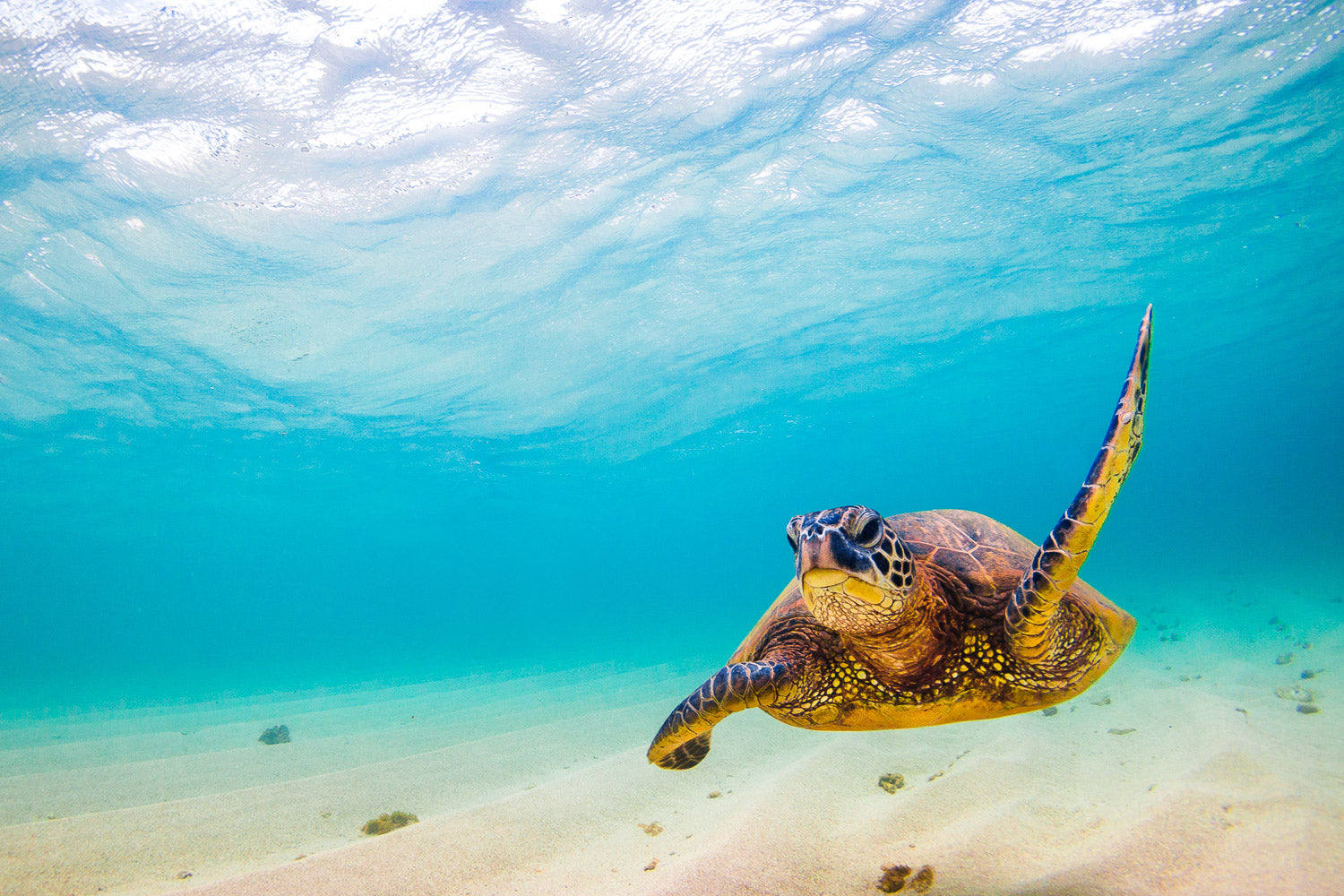 "Wonderwall" - North Shore, Oahu
