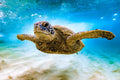 "WooHoo" - North Shore, Oahu