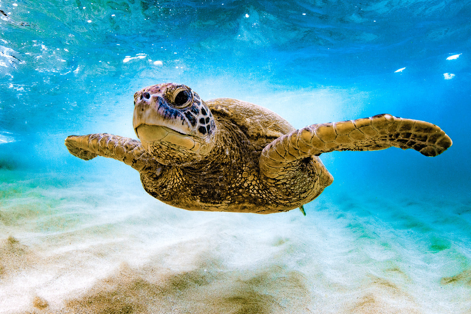 "WooHoo" - North Shore, Oahu