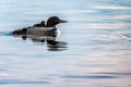 "Yawn" - Lake Vermillion, Minnesota (Common Loon)